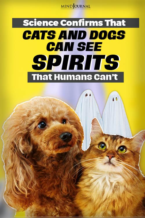 Science Confirms That Cats and Dogs Can See “Spirits” and Frequencies That Humans Can’t